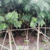 移植银桦树10公分