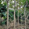 轻木树种植3年