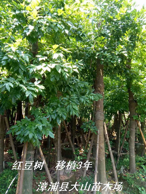 移植红豆树20公分