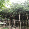 银桦树移植苗12公分