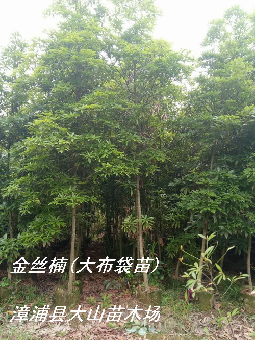金丝楠种植2年2米