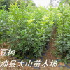 红豆树－大袋苗.JPG