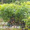 红豆树－3年苗.jpg